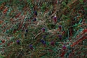 Fiori di primavera_10